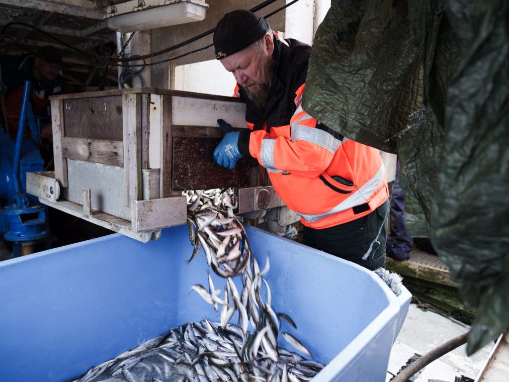 Aringa del Baltico minacciata dal riscaldamento del mare |  Crisi climatica