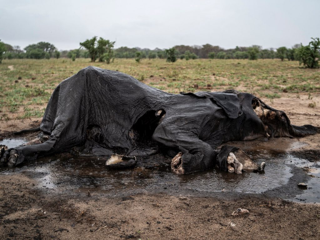Crepacuore nel parco dello Zimbabwe: la disperata caccia all'acqua da parte degli elefanti |  Crisi climatica