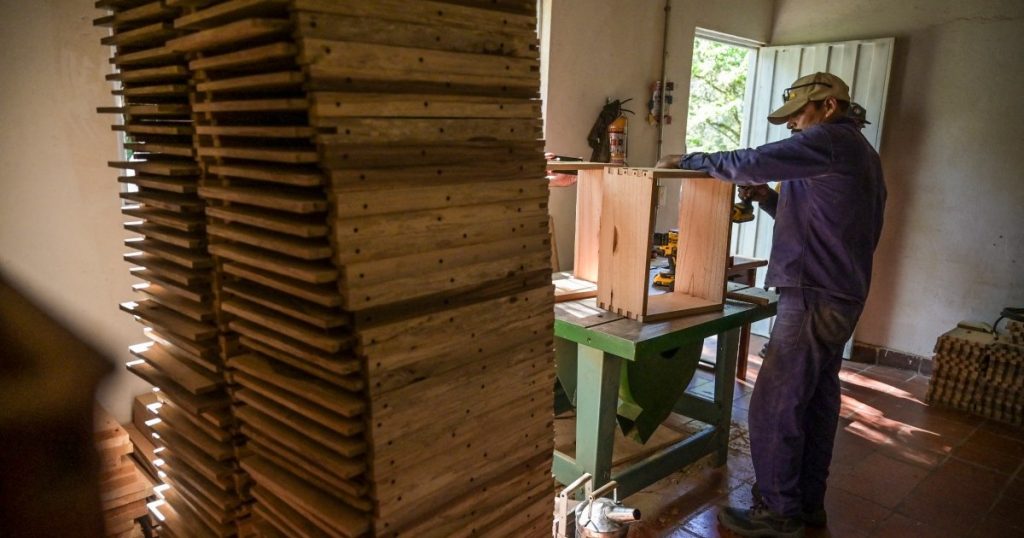 Foto: In Colombia, legname tagliato illegalmente e riconvertito per aiutare le api |  Clima