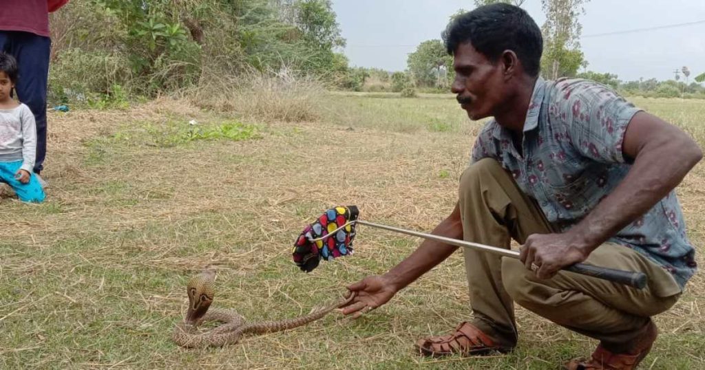 Niente soldi per la carne, quindi mangiamo i topi: il cacciatore di serpenti indiano |  Quanto valgono i tuoi soldi?