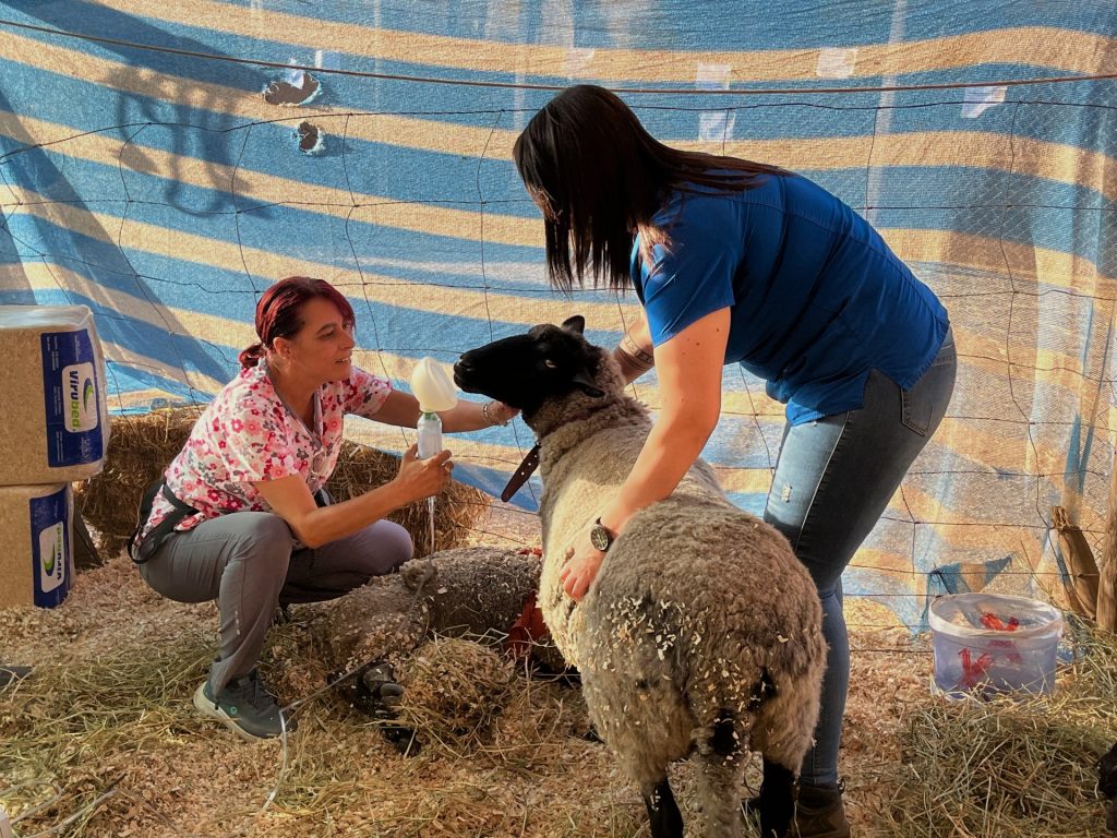 "Parte della famiglia": le vittime degli incendi cileni sperano negli animali domestici smarriti