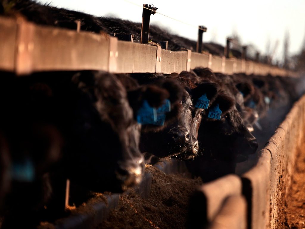 La Cina revoca il divieto sugli esportatori di carne bovina australiana come ultimo segnale di disgelo