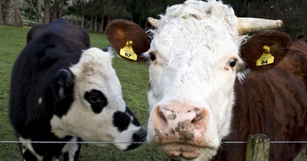 Azienda lattiero-casearia neozelandese multata per prodotti che utilizzano burro indiano