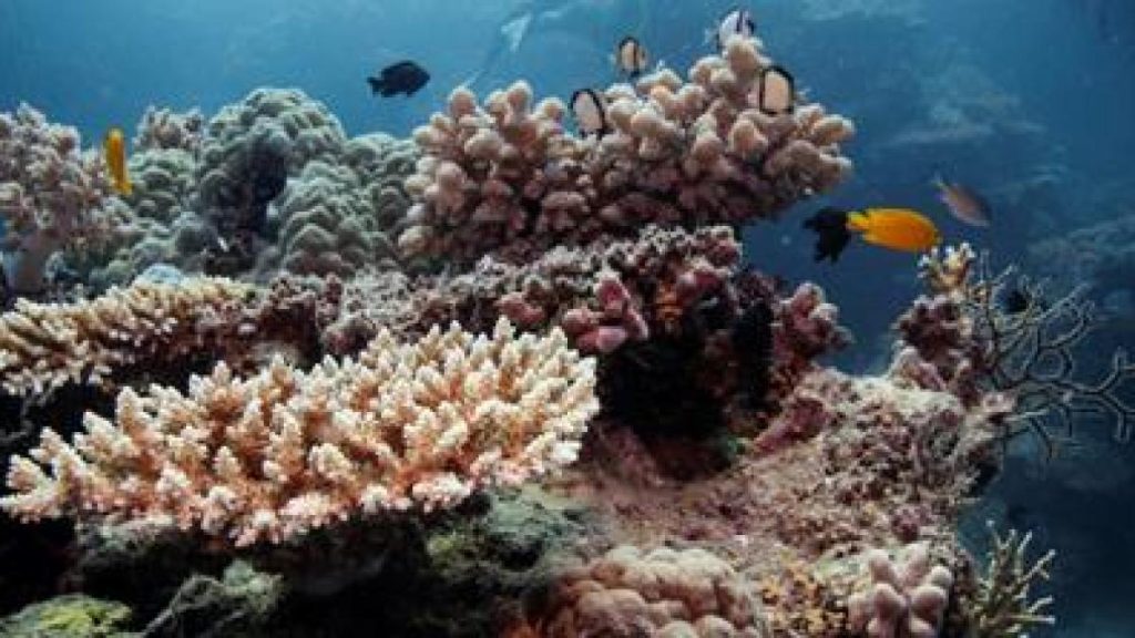 La Grande Barriera Corallina è a rischio a causa degli oceani più caldi degli ultimi 400 anni, secondo uno studio