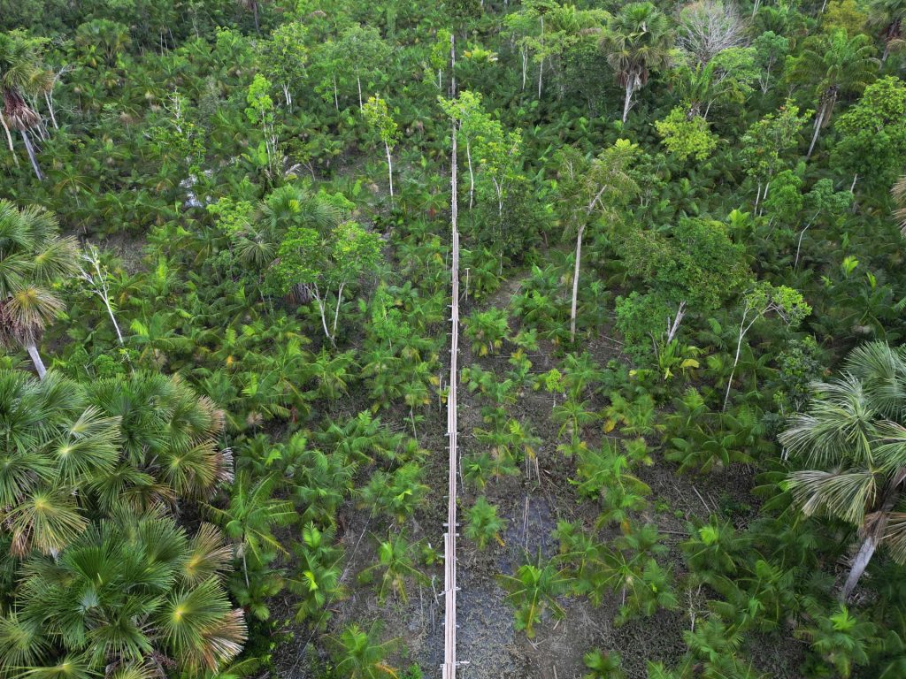 Più di una specie di albero su tre è a rischio di estinzione: rapporto