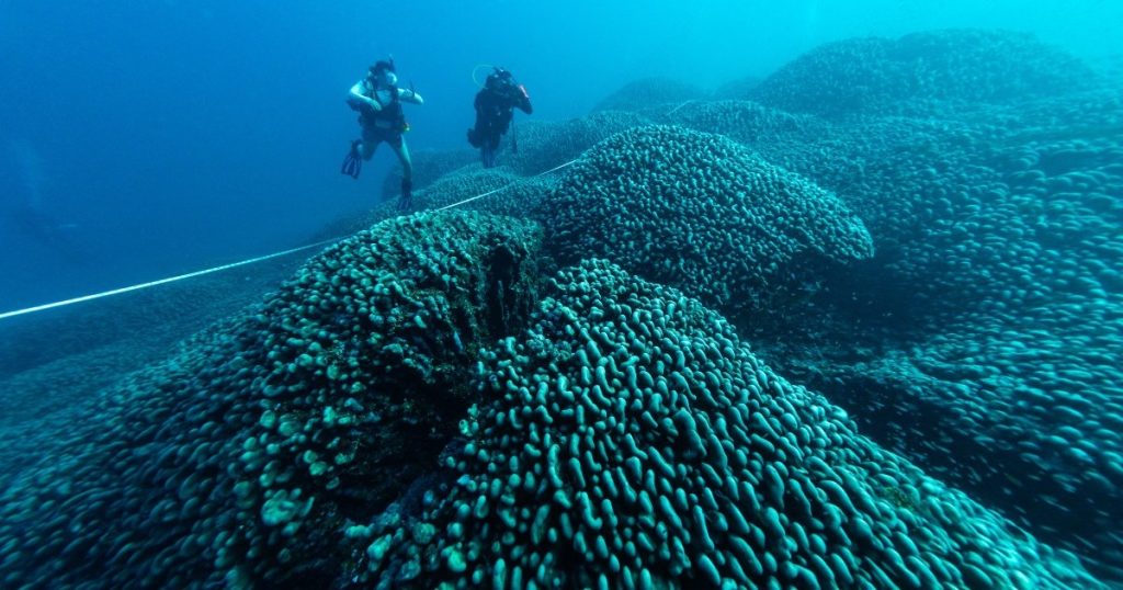 Il corallo più grande del mondo scoperto nel Pacifico vicino alle Isole Salomone