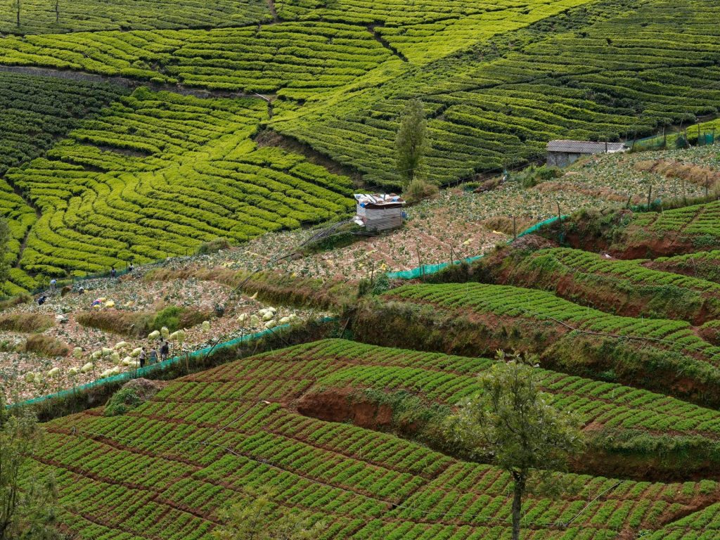 Si stanno intensificando gli sforzi per far rivivere i “deserti verdi” nel paese del tè dell’India meridionale | Ambiente