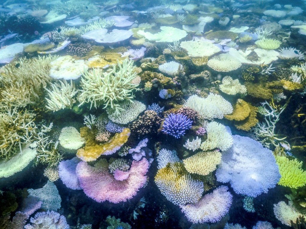 Parti della Grande Barriera Corallina registrano la più alta mortalità di coralli a causa del caldo e delle tempeste