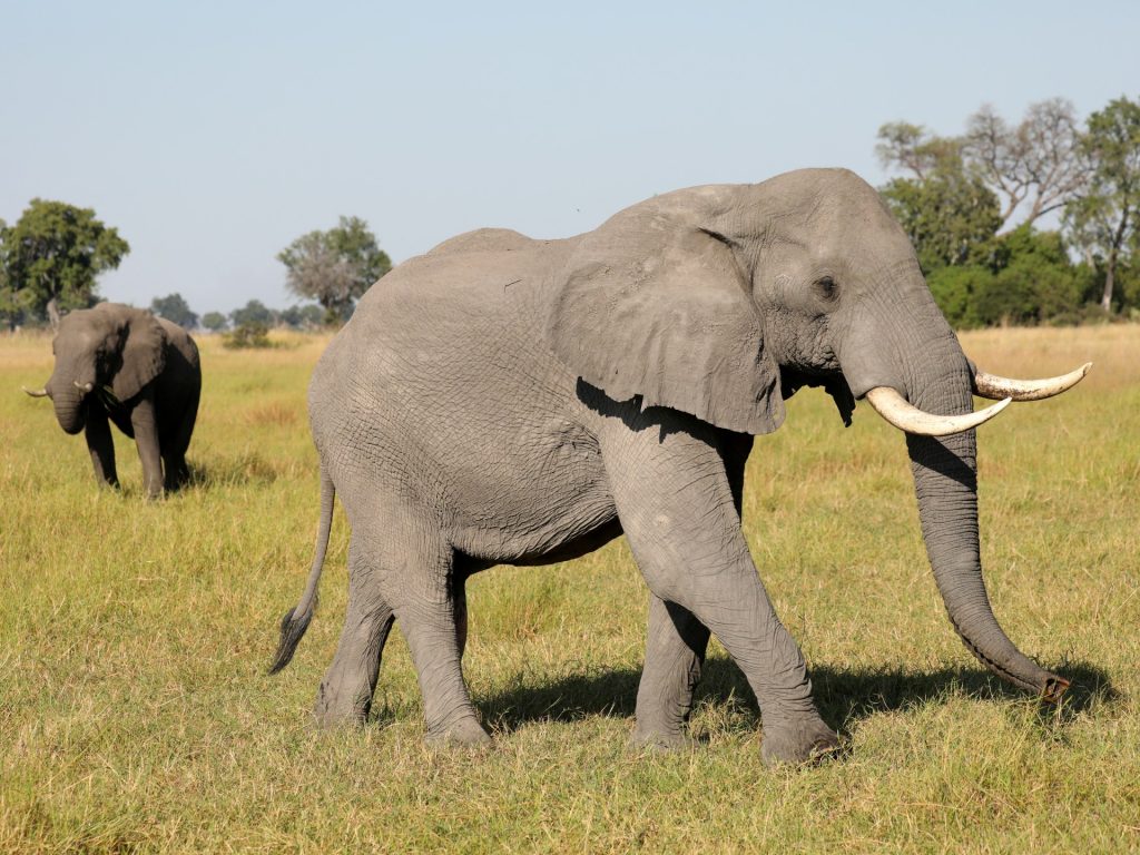 Le alghe tossiche hanno ucciso centinaia di elefanti in Botswana?