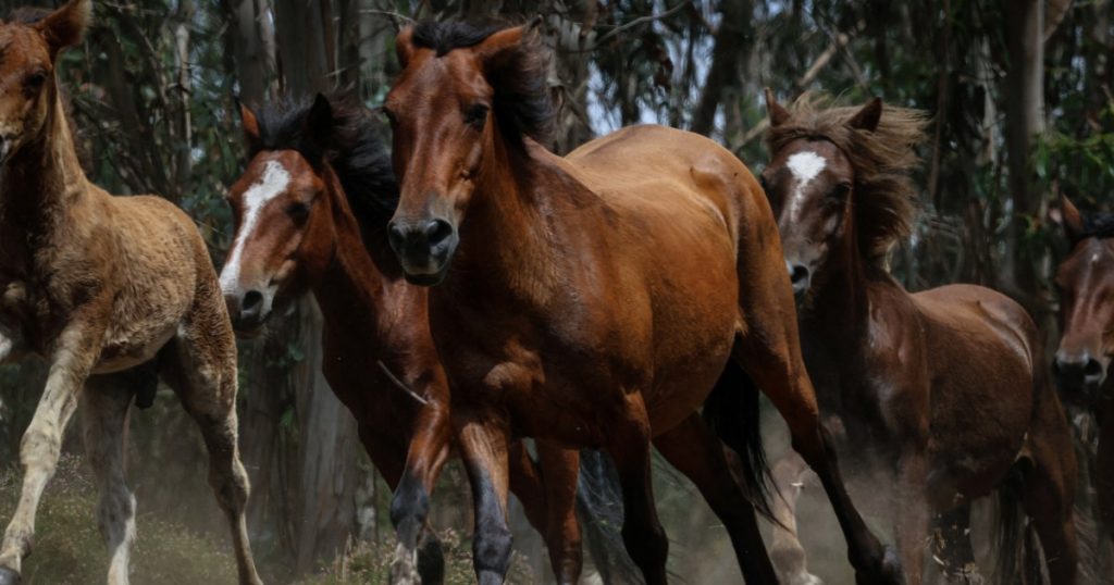 I cavalli selvatici aiutano a prevenire gli incendi in Spagna | Notizie sulla fauna selvatica