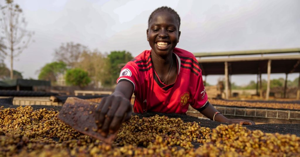 Gli agricoltori del Sud Sudan Pin sperano sul raro caffè resistente al clima | Nelle notizie di immagini