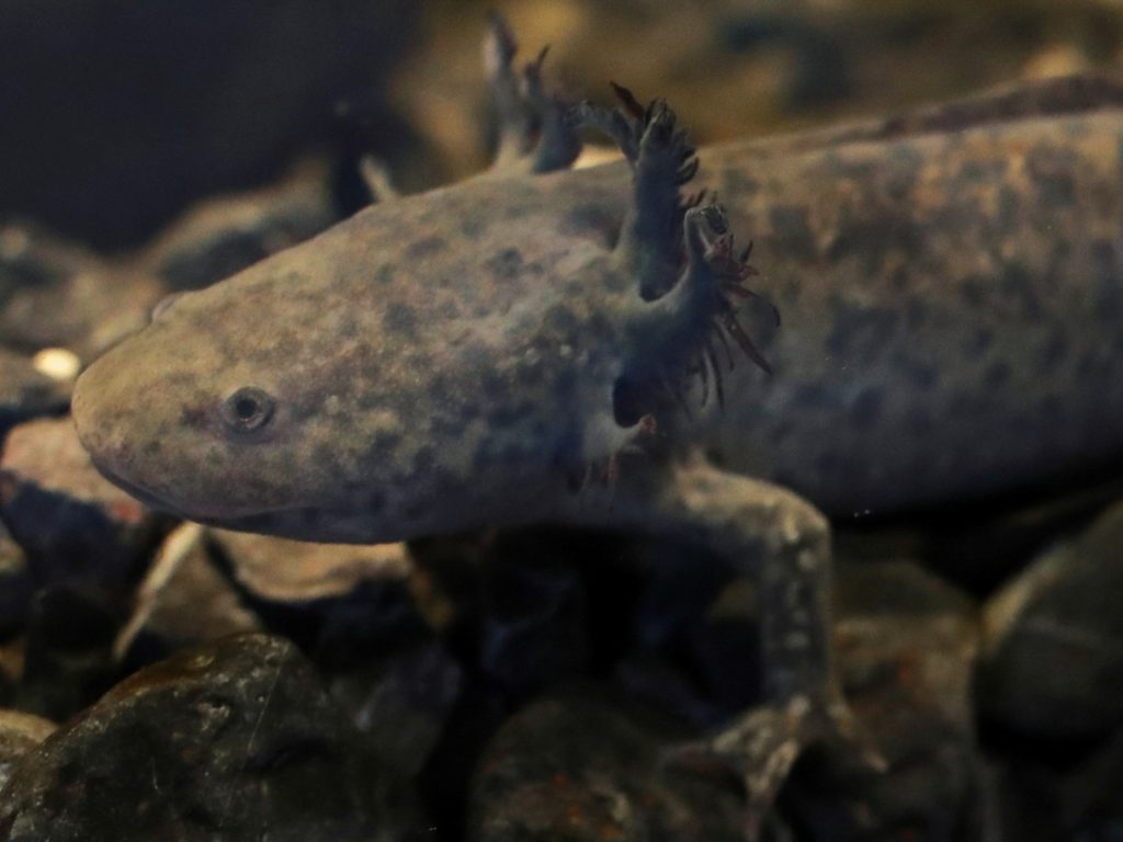 Il Messico può riportare indietro l'axolotl in via di estinzione?