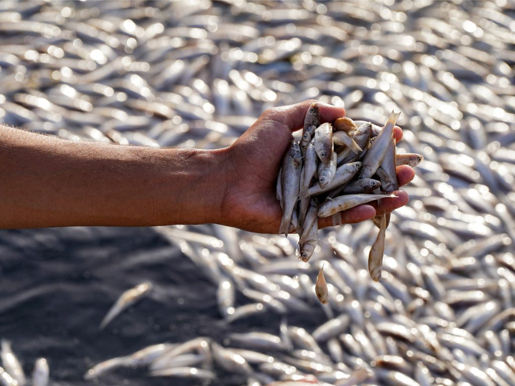 Iraq sonde il pesce dà fuori paludi | Nelle notizie di immagini