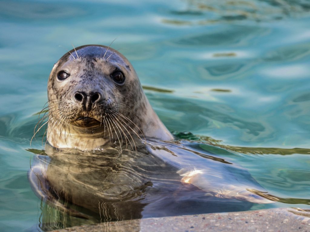 Lituania per salvare i sigilli baltici mentre le calotte glaciali si ritirano a causa dei cambiamenti climatici