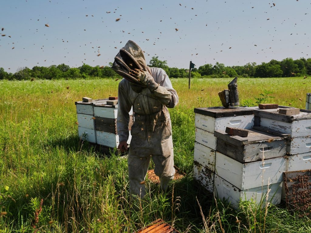 Future delle api a rischio con l'aumentare delle temperature, Trump per tagliare i fondi di ricerca | Notizie sulla crisi climatica