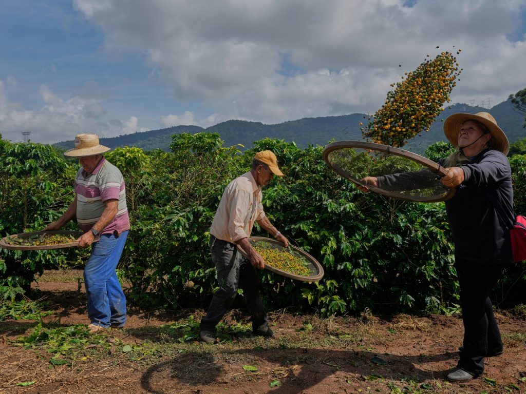 La tariffa di Trump potrebbe devastare i produttori di caffè in scala ridotta del Brasile | Notizie sull'agricoltura