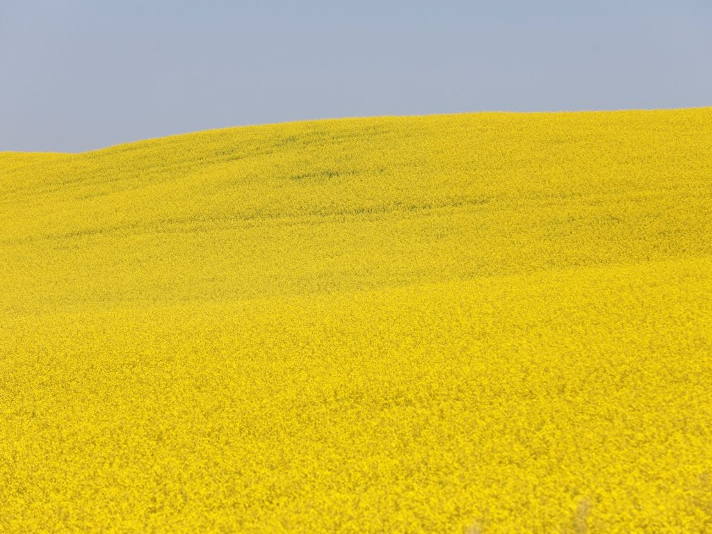 La Cina schiaffeggia i compiti temporanei sulla canola canadese in mossa "pugno intestino"