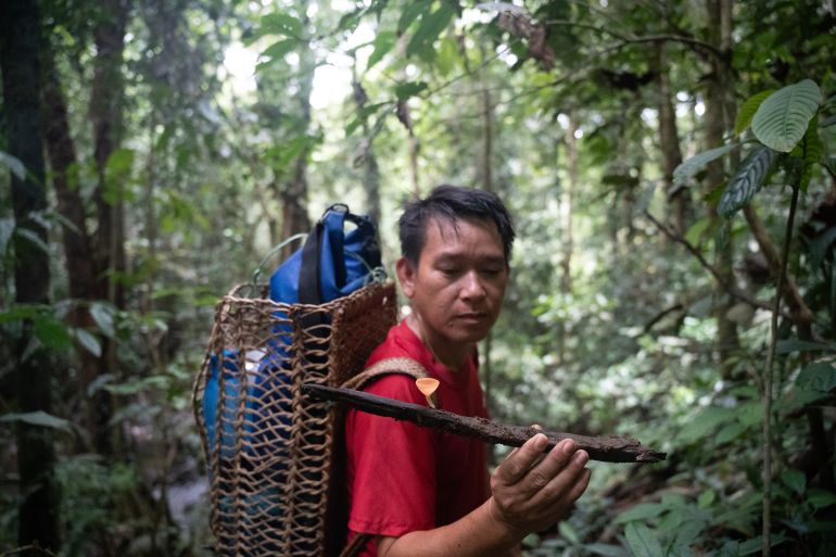 William Tinggang esamina un fungo all'interno di Nawan. Le foreste pluviali primarie di Sarawak sono eccezionalmente ricche di biodiversità e ospita centinaia di specie endemiche trovate da nessun altro posto sulla terra [Izzy Sasada/Oltre La Linea]