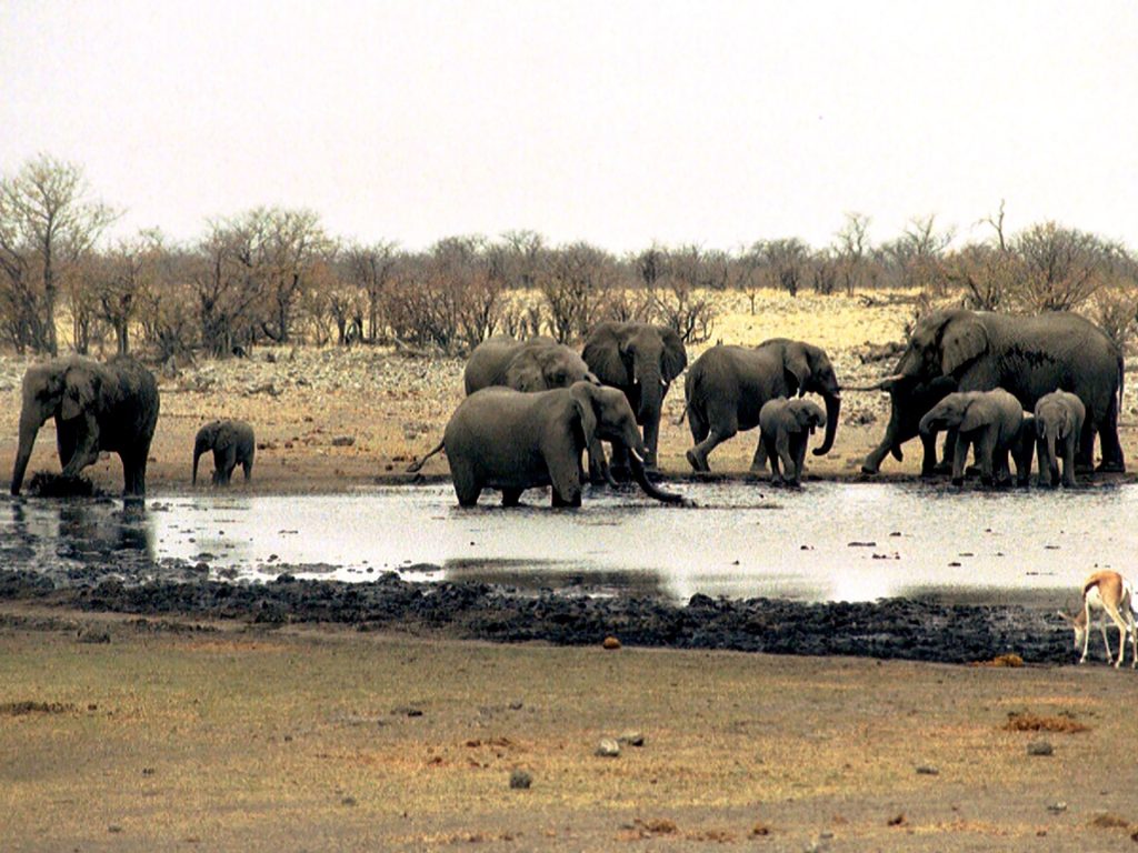 La Namibia dispiega l'esercito per combattere il fuoco in una delle più grandi riserve dell'Africa