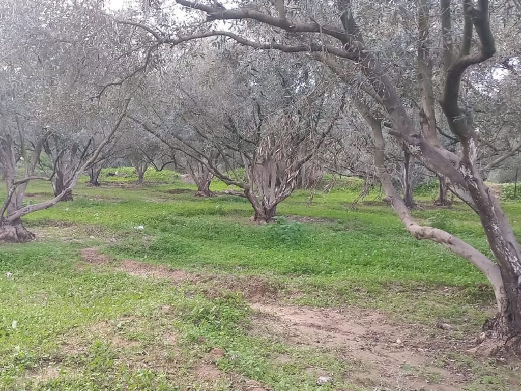 Gaza sarà all’ombra della carestia finché non potremo coltivare la nostra terra