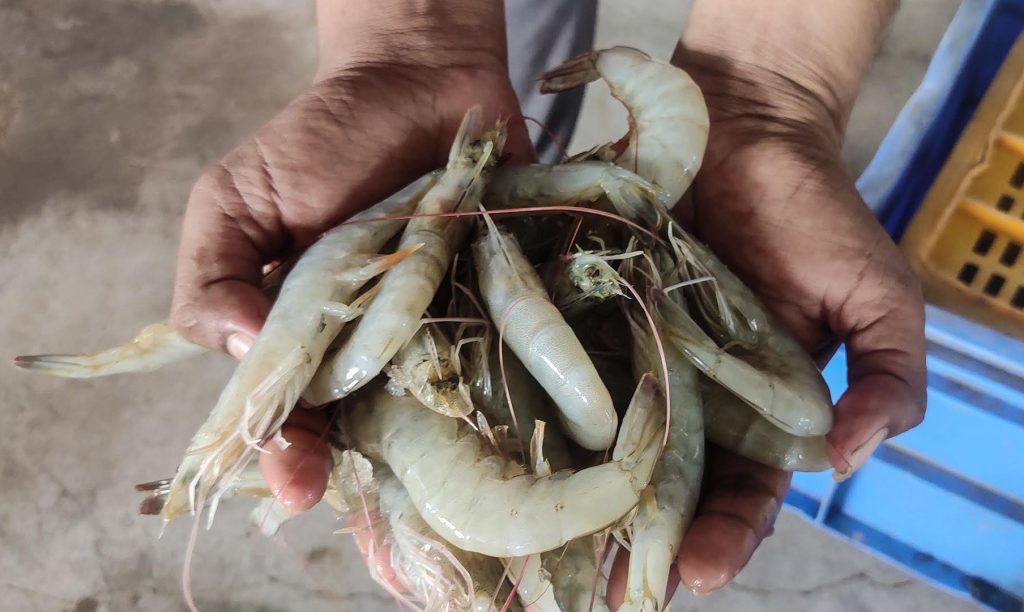 L'India è il secondo produttore mondiale di gamberetti. Questo è ora in pericolo
