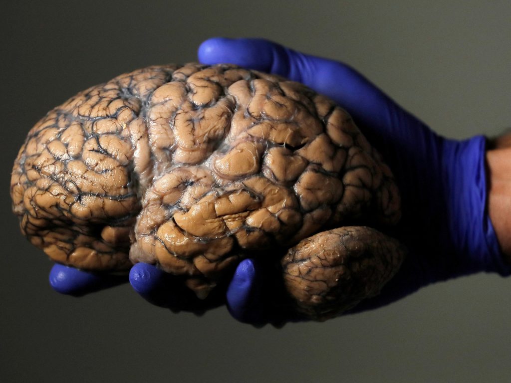 L'adolescenza dura fino a 32 anni? Gli scienziati svelano le cinque ere del cervello