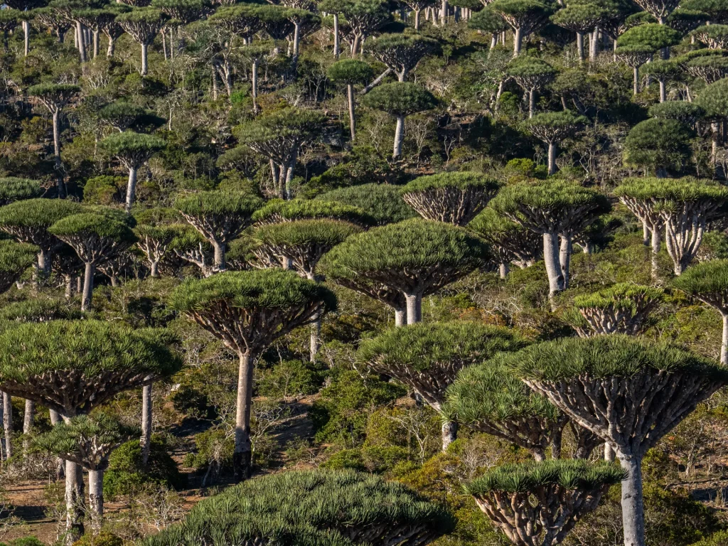 Le foreste pluviali sono oggi la causa, piuttosto che la risposta, al cambiamento climatico?