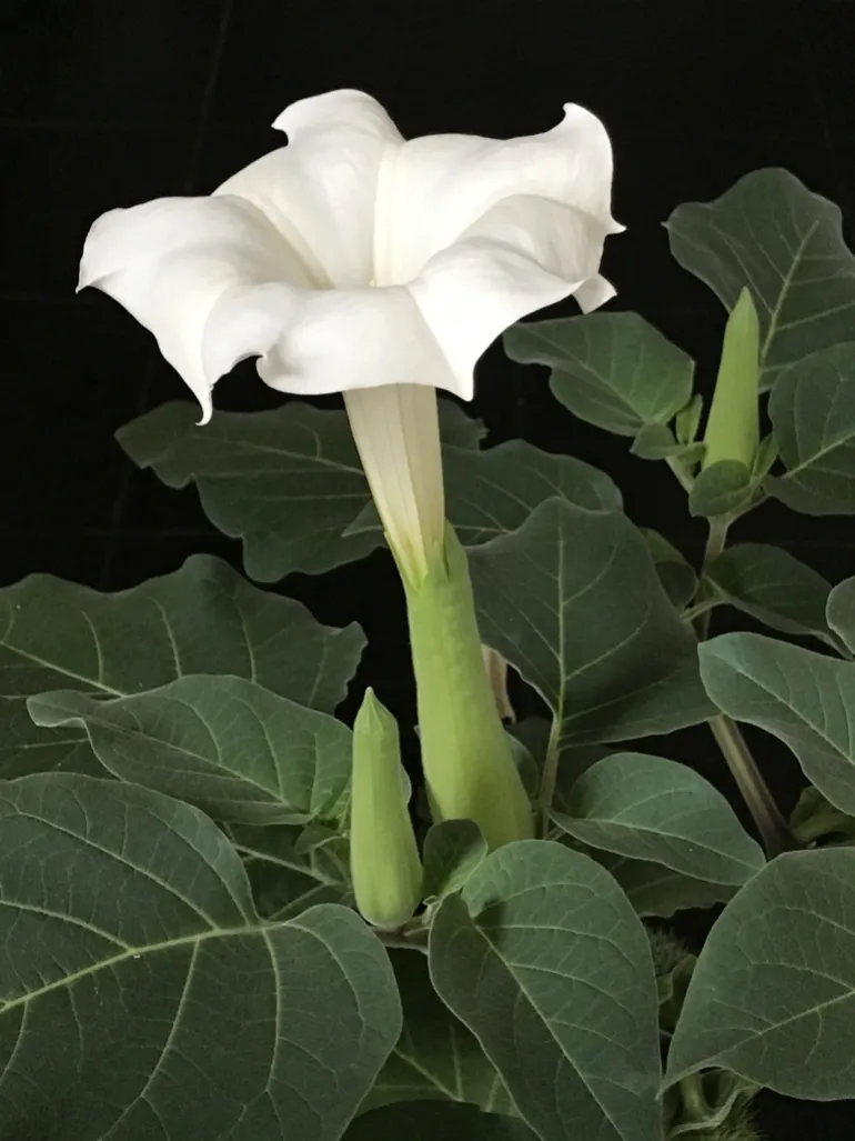 La pianta della Datura è nota per i suoi fiori bianchi o viola a forma di tromba, i frutti verdi spinosi e le grandi foglie dall'odore pungente.[File: Flobbadob Wikimedia Commons]