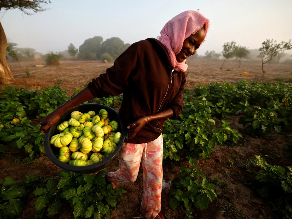 Nel mezzo della crisi dei fertilizzanti, l’Africa ha un’opzione libera dalle sostanze chimiche: l’agroecologia