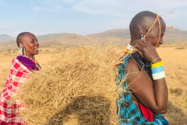 Nesirkar Longidongi trasporta il foraggio raccolto dal campo erboso del suo gruppo nel villaggio di Selela. Il reddito derivante dalla produzione di foraggio l'ha aiutata a migliorare il sostentamento della sua famiglia. [Courtesy of Pastoral Women’s Council]