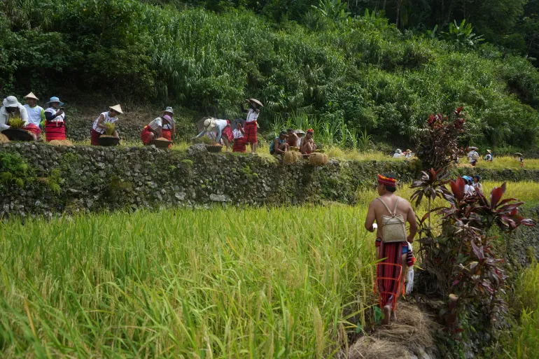 L’avvocato Marlon Martin, capo del movimento Save the Ifugao Terraces, ha affermato che gli agricoltori di Batad hanno bisogno di sussidi regolari per incoraggiarli a continuare a coltivare sostenendo allo stesso tempo finanziariamente le loro famiglie. 