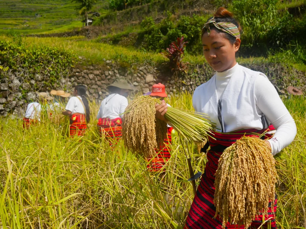 Il cambiamento climatico rappresenta una nuova minaccia per le terrazze di riso UNESCO delle Filippine