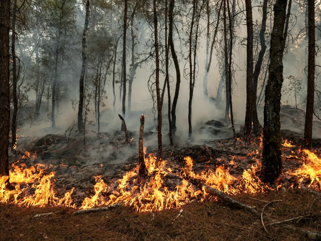 Foto: Gli incendi devastano la foresta storica vicino a Parigi | Nelle notizie sulle immagini