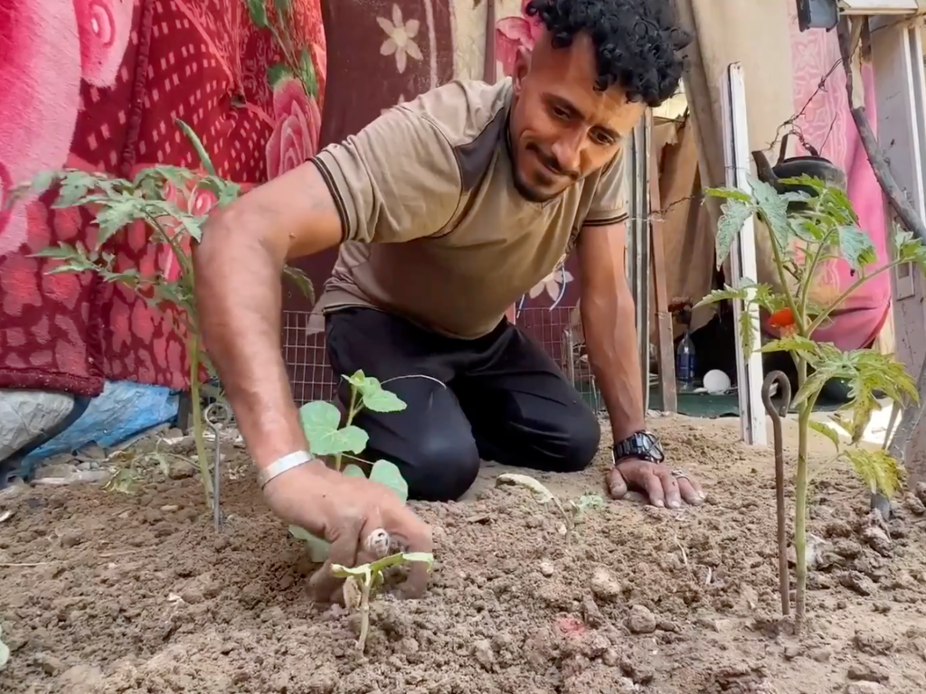 Gli agricoltori sfollati di Gaza si rifugiano nella terra vicino alle tende per coltivare i raccolti