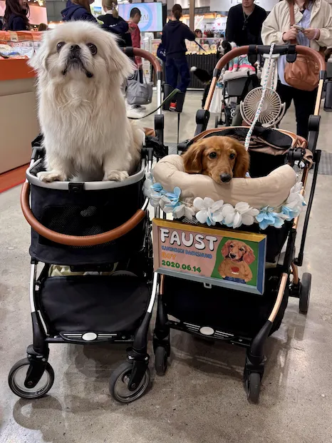 Cani posano in carrelli per animali domestici ben decorati alla conferenza Interpets presso il Tokyo Big Sight Conference Center il 5 aprile 2026."Per le seconde due, provengono entrambe dallo stand Unicarm alla conferenza Interpets, ma quelle le ho scattate il 3 aprile 2026. Stessa location.
