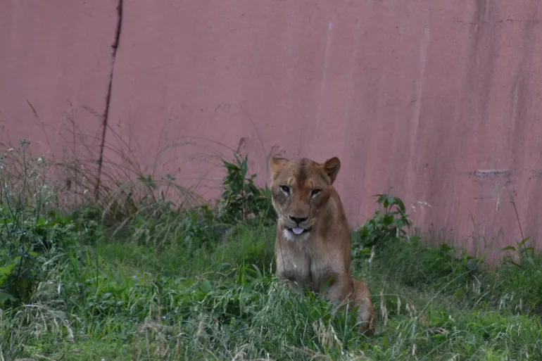 Ichigo, leonessa di undici anni, uno dei tre leoni del Tama Zoological Park, morto di recente a causa di una sospetta malattia legata al caldo, a Tokyo, Giappone, in questa foto scattata il 1° giugno 2024, pubblicata dalla Tokyo Zoological Park Society e ottenuta da Reuters il 4 agosto 2026. Tokyo Zoological Park Society/Handout tramite REUTERS QUESTA IMMAGINE È STATA FORNITA DA UNA TERZA PARTE. NESSUN ARCHIVIO. NESSUNA RIVENDITA. CREDITO OBBLIGATORIO. NON SONO AMMESSE MODIFICHE.