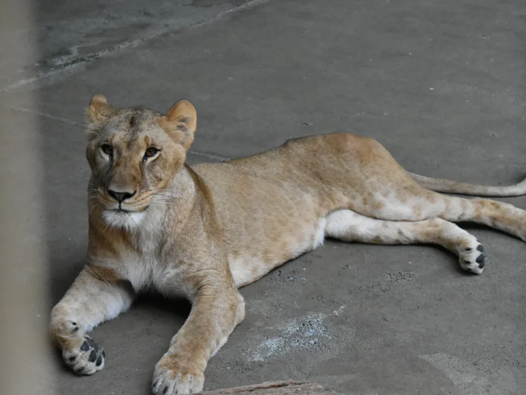 Tre leoni muoiono nello zoo di Tokyo mentre l’ondata di caldo devasta l’Asia orientale