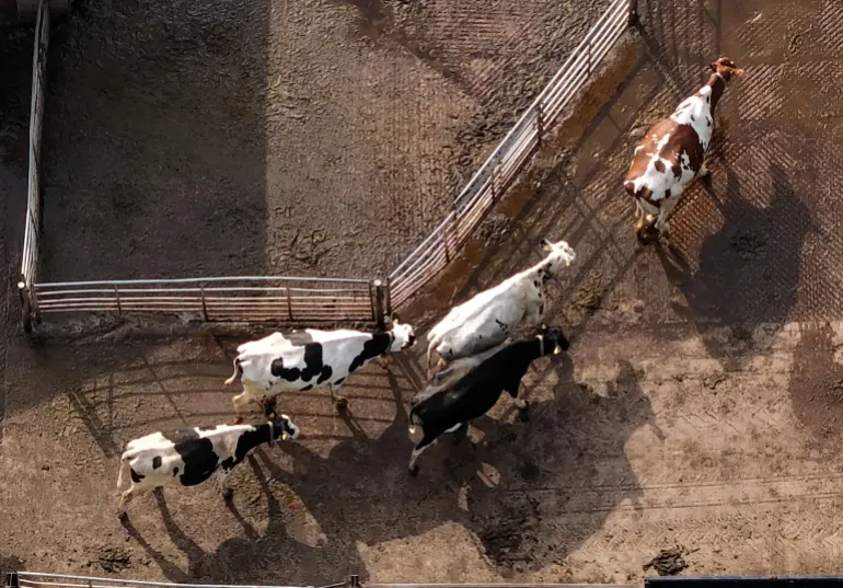 Una vista da drone mostra bovini da latte che camminano verso la sala di mungitura nelle fattorie di Seaton vicino a Audlem, Inghilterra, 5 marzo 2026
