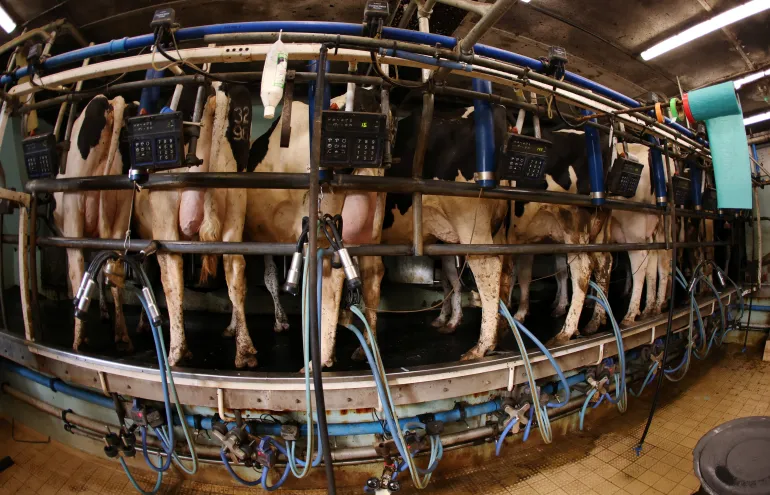 Bovini da latte in fila per essere munti nelle fattorie di Seaton vicino a Audlem, Inghilterra, 5 marzo 2026
