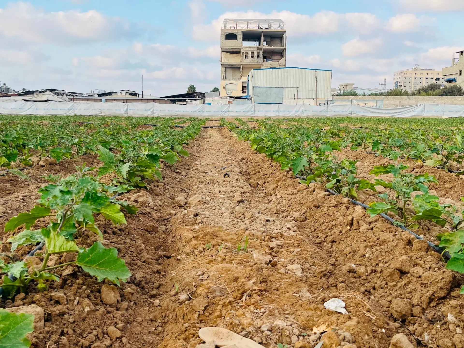 I progetti su piccola scala offrono speranza agli agricoltori di Gaza di ricostruire delle vite