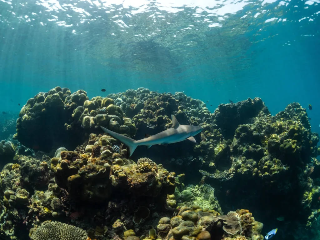 La copertura globale della barriera corallina rischia un declino irreversibile, avverte un nuovo rapporto