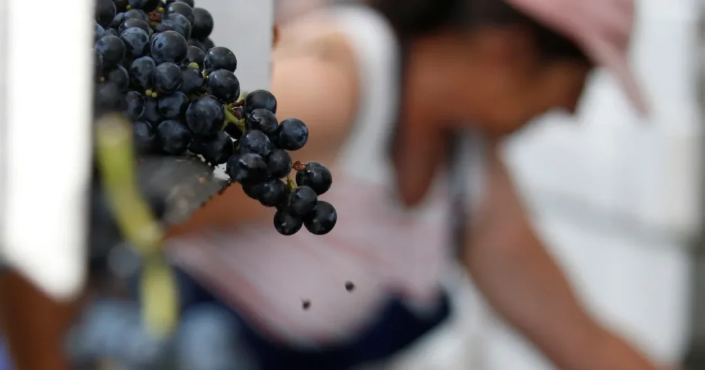 Come gli incendi stanno bruciando l’industria vinicola francese