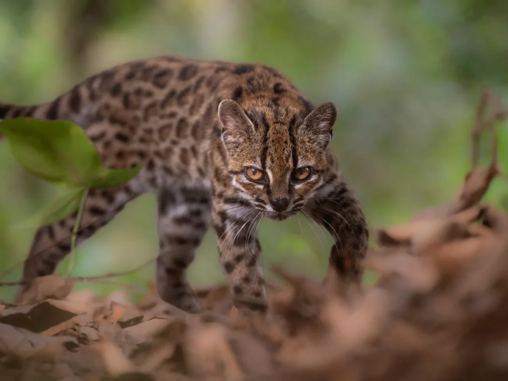 Il nuovo gatto boliviano si fa strada nella lista delle specie: quello che miagoliamo