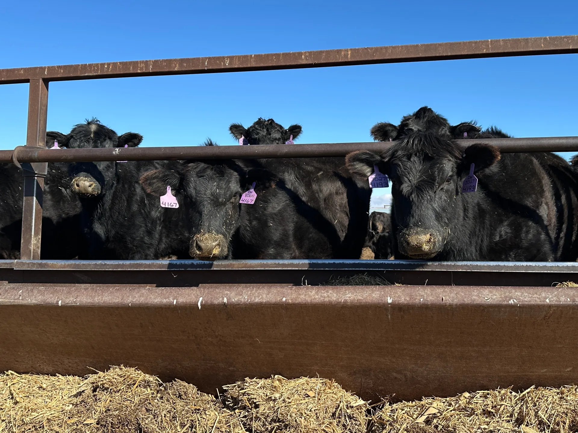 Bestiame da nutrire: perché si profila una crisi globale della carne