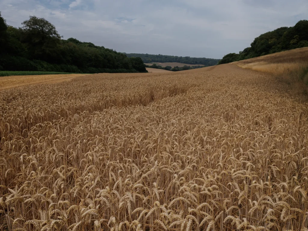 Guerra e caldo: perché i prezzi del grano sono alle stelle?
