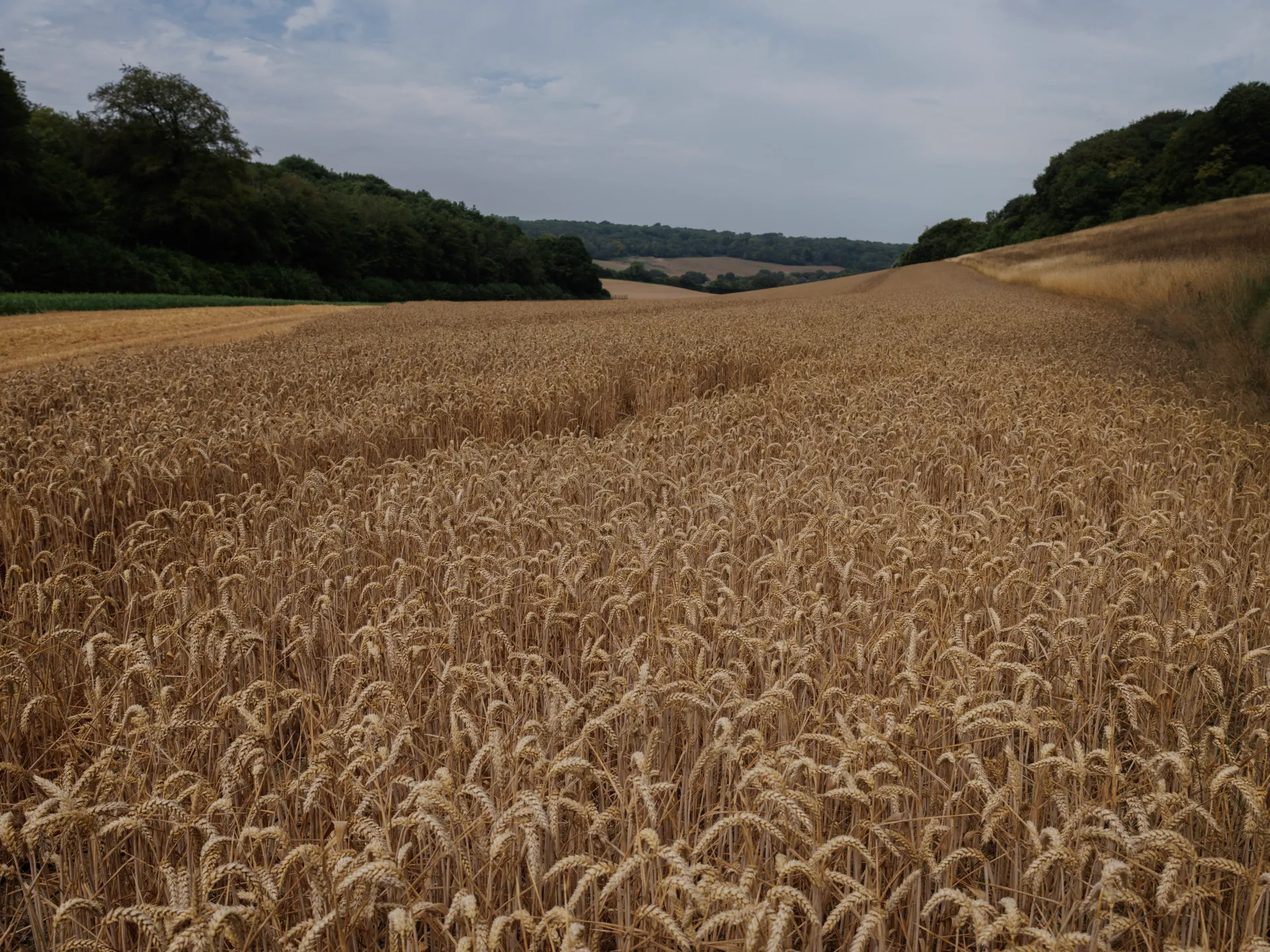 Guerra e caldo: perché i prezzi del grano sono alle stelle?