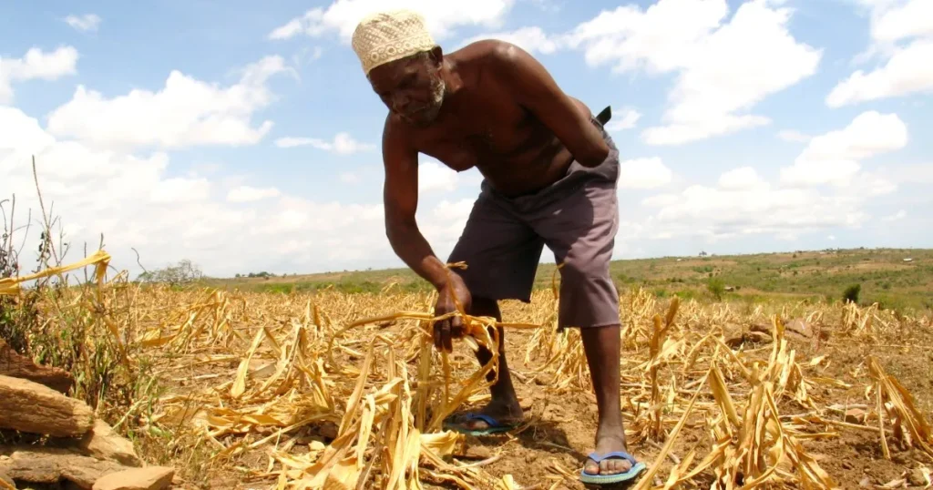 La rivoluzione verde africana minaccia i cibi tradizionali