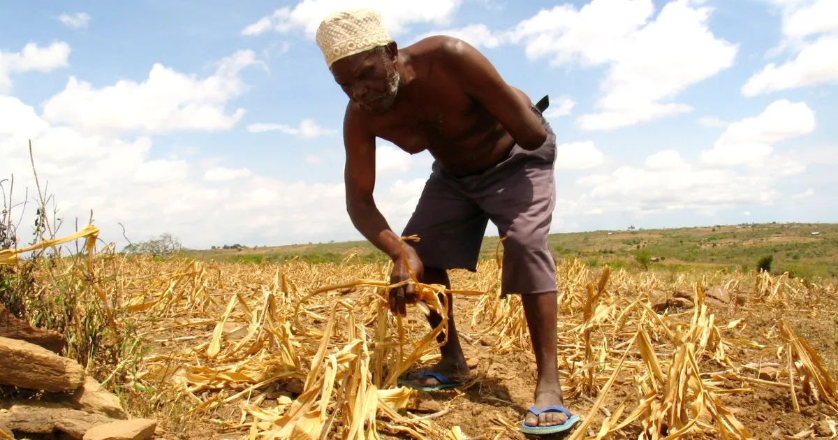 La rivoluzione verde africana minaccia i cibi tradizionali