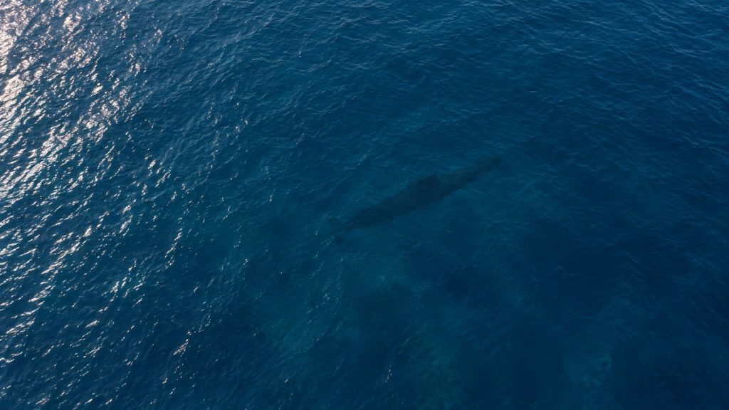 La sagoma discreta di un sottomarino sotto la superficie del Mediterraneo