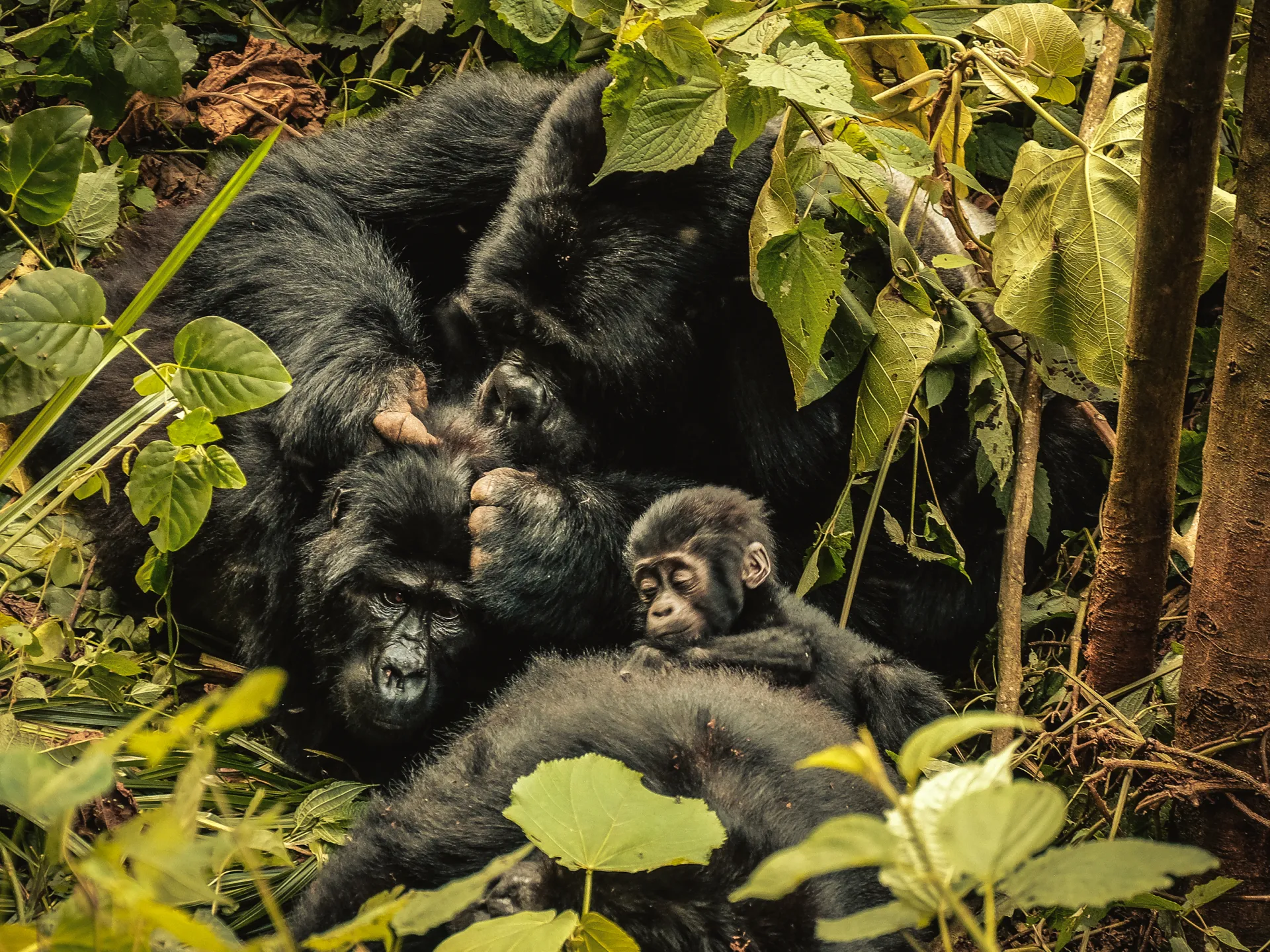 "La natura può riprendersi": nella corsa per salvare la fauna selvatica mondiale colpita dalla crisi